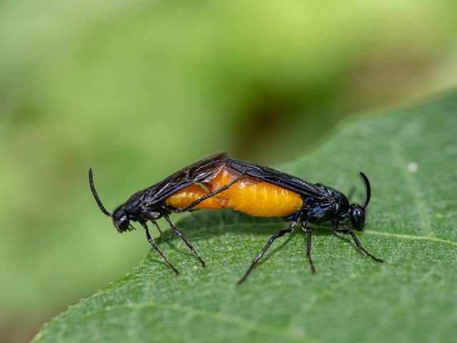 Argidae: Arge pagana, coppia